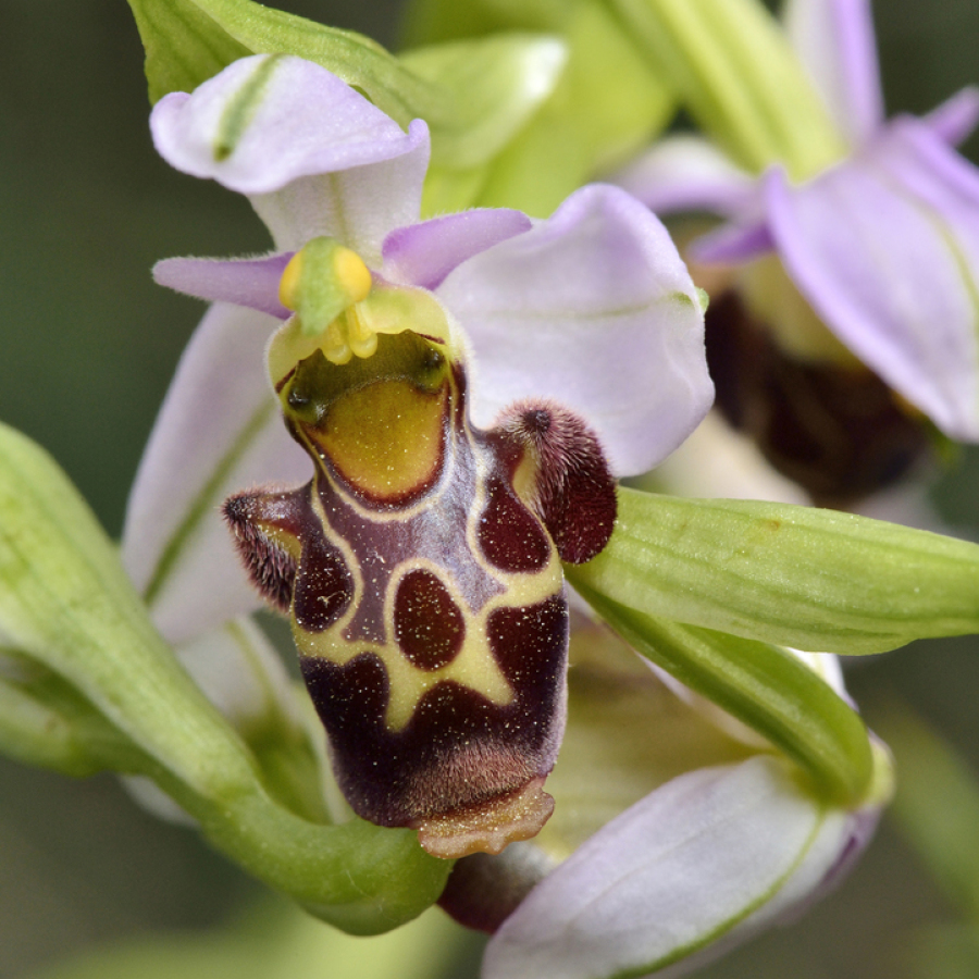 Ophrys Bécasse (66)